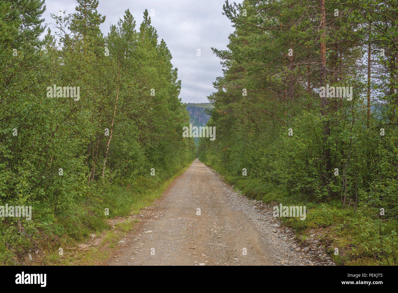 Route de gravier sans fin dans la forêt norvégienne, à Alta, en Norvège, le Finnmark. Banque D'Images