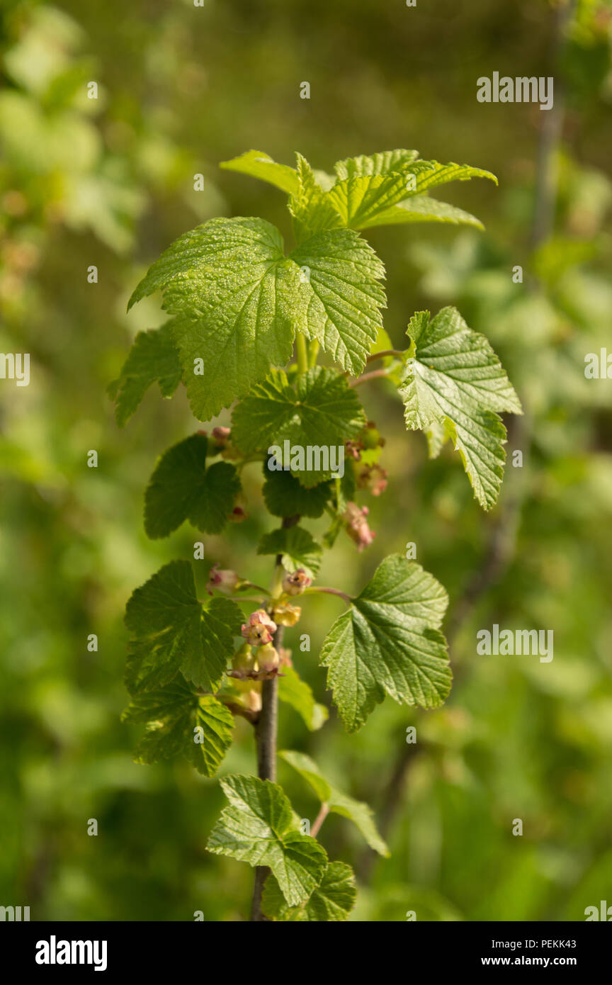 Le CASSIS Ribes fleurs au printemps libre de tiges Banque D'Images