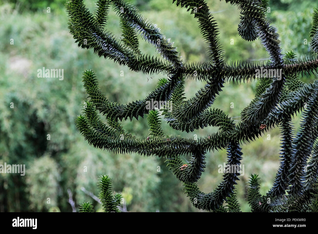 Les branches d'un arbre monkey puzzle Araucaria araucana Banque D'Images