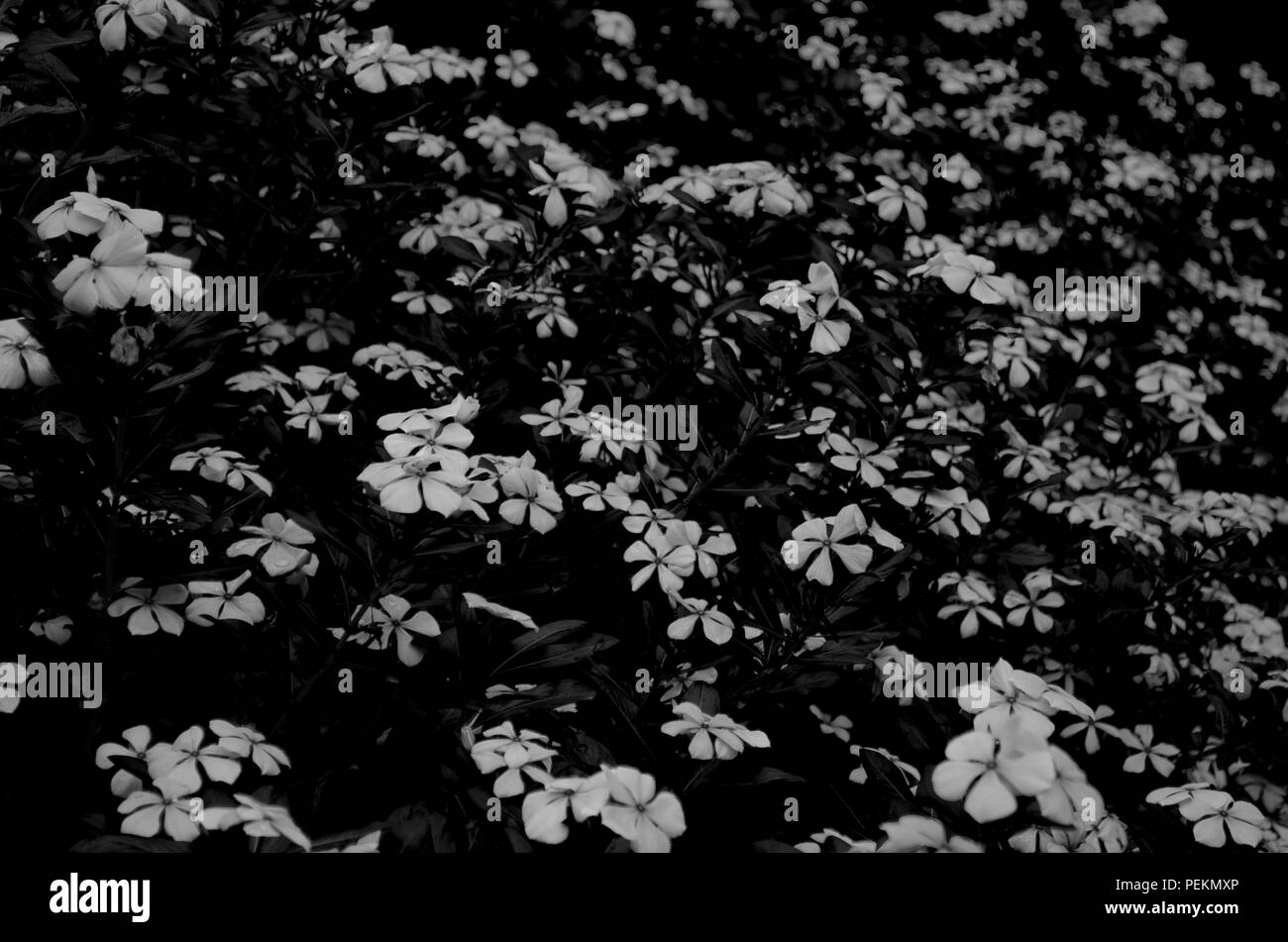Aesthetic Wallpaper Banque D Images Noir Et Blanc Alamy Aesthetic Wallpaper Banque D Images Noir Et Blanc Alamy