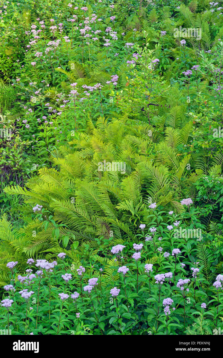 La floraison des algues Eupatoire (Eupatorium maculatum) et l'osmonde cannelle (Osmundastrum cinnamomea), le Grand Sudbury, Ontario, Canada Banque D'Images