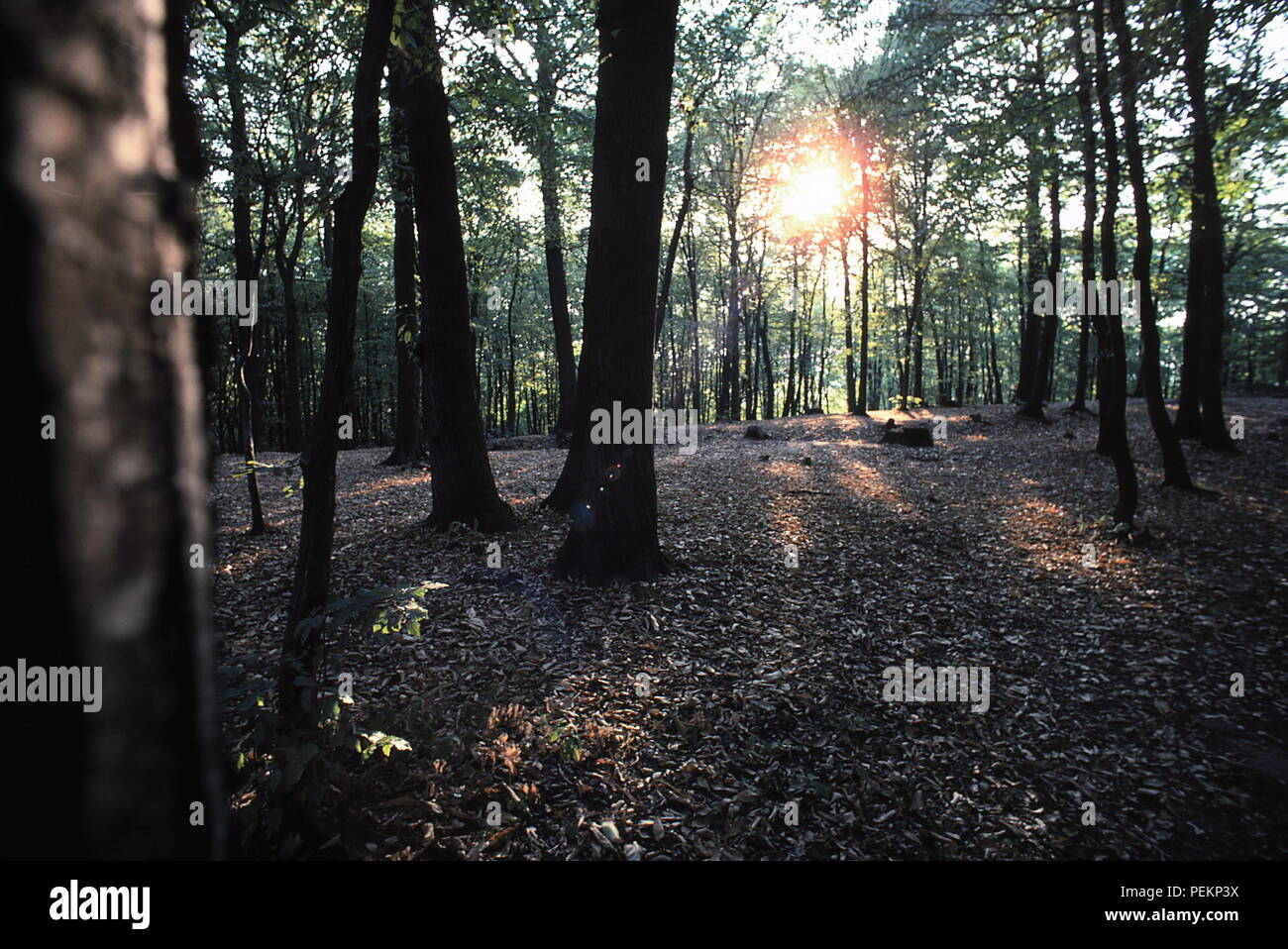 AJAXNETPHOTO. LOUVECIENNES, FRANCE. - Les artistes ont travaillé ici - Paysage boisé DONNANT SUR LA SEINE VISITE DE PEINTRES IMPRESSIONNISTES DU 19ème siècle. PHOTO:JONATHAN EASTLAND/AJAX REF:091019 Banque D'Images