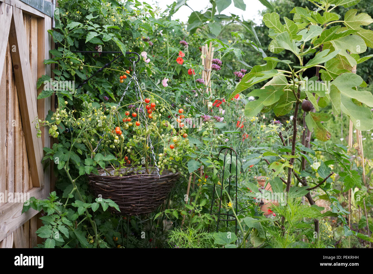 Petit Chalet jardin productifs en été. Banque D'Images