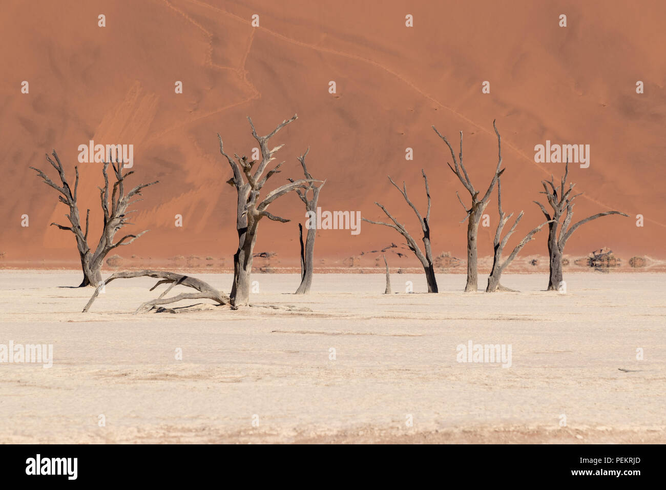 Dy la silhouette des arbres en face de la dune de sable rouge, la Namibie Banque D'Images