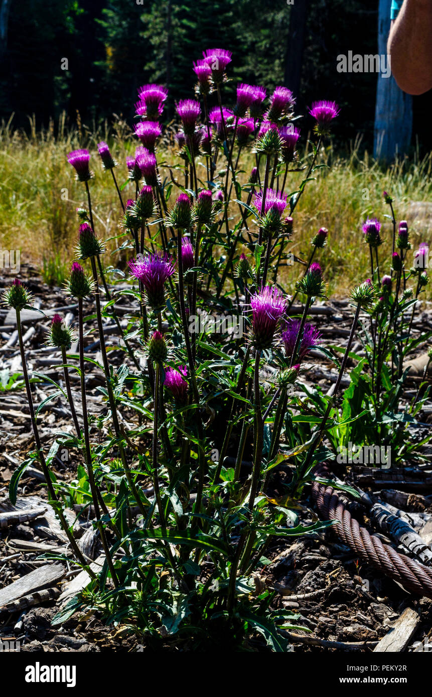 Un signe sur Eagle Meadow Road dans la forêt nationale Stanislaus California USA demande aux gens de garder leur vitesse vers le bas pour réduire la poussière en suspension Banque D'Images