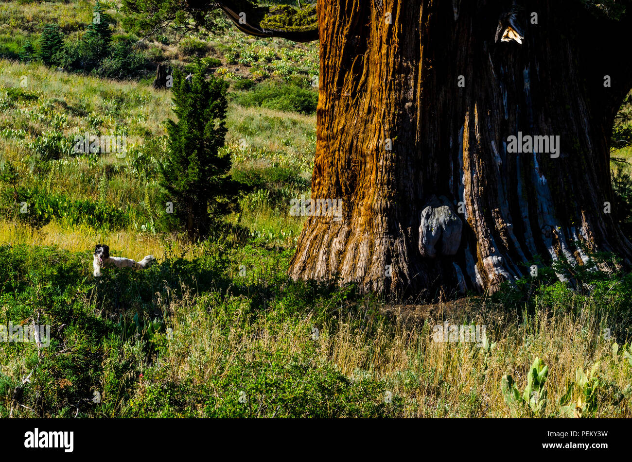 Le Genévrier Bennett un arbre de 2000 ans dans la Forêt Nationale Stanislaus Californie le plus ancien et le plus grand arbre de Juniper dans le monde Banque D'Images