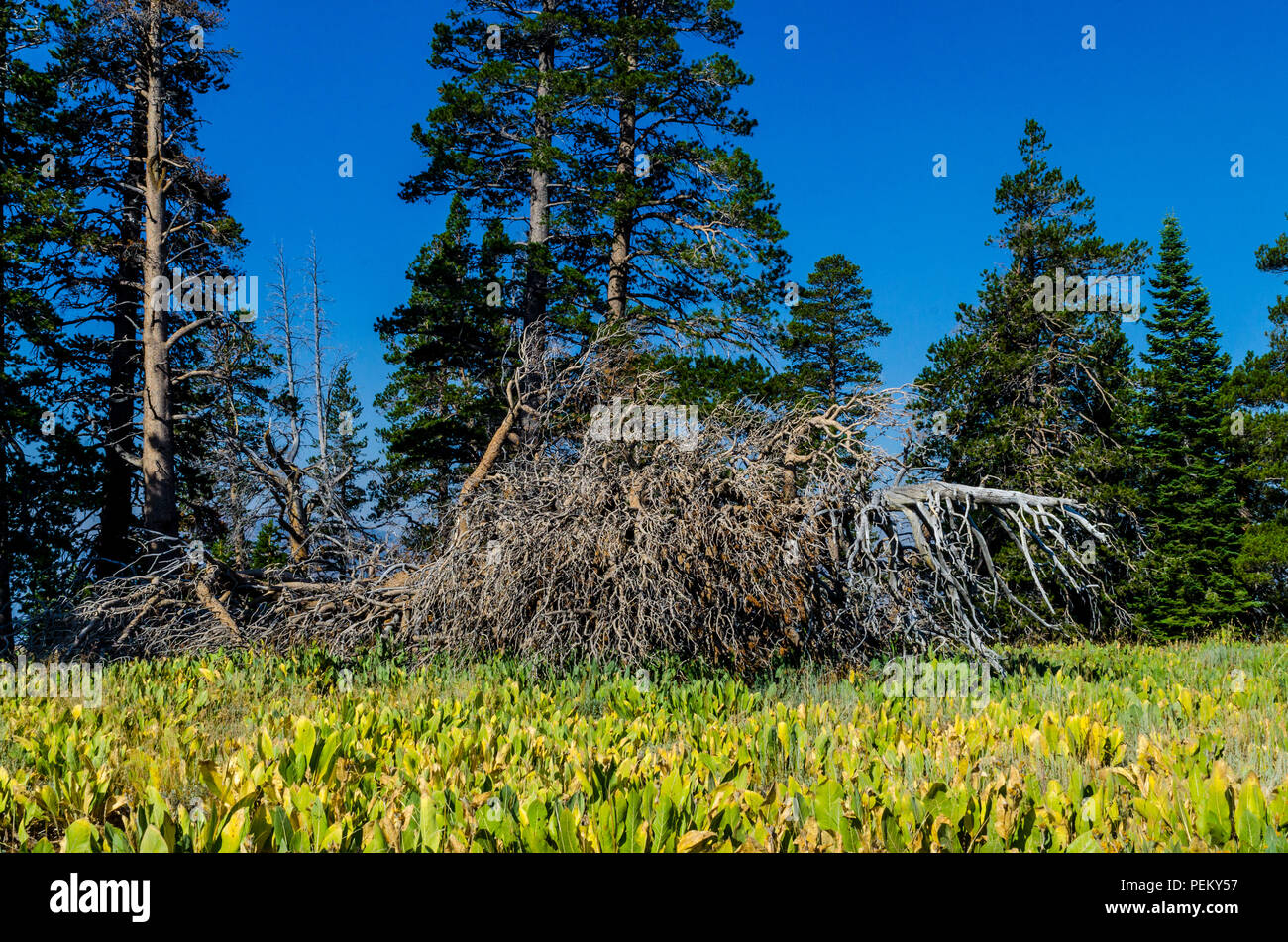 Un arbre mort et de mules oreilles (Wyethia mollis) dans la Forêt Nationale Stanislaus Sierra Nevada California USA Banque D'Images