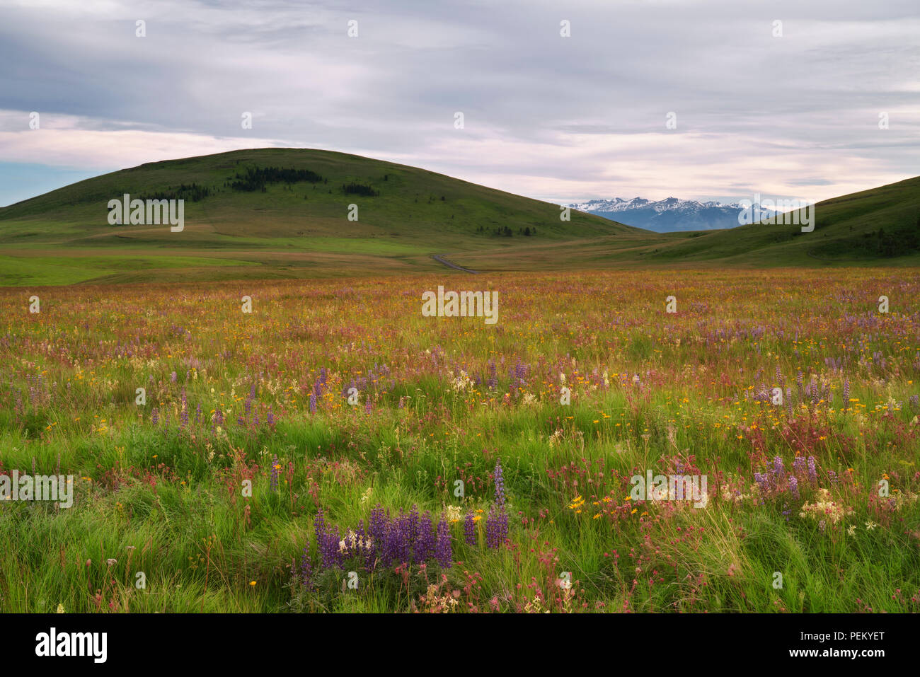 Soir lumière baigne les tapis de fleurs sauvages en fleurs sur la prairie à Zumwalt NW Oregon's Wallowa Comté. Banque D'Images