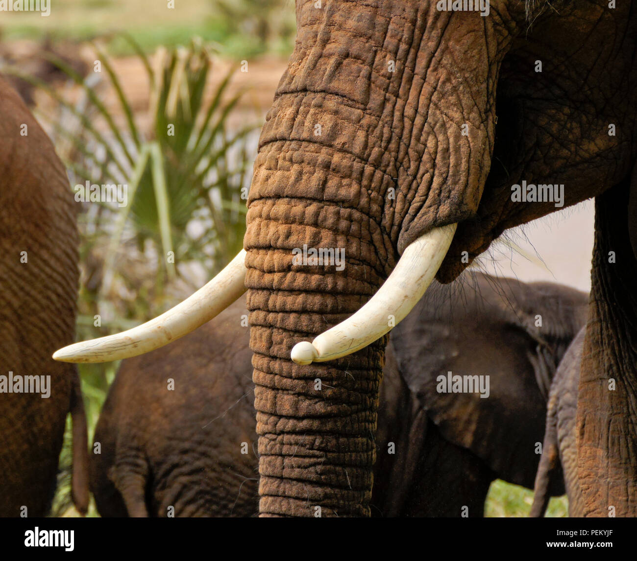 Tronc ridé et défenses en ivoire (l'une montrant l'usure comme dominant tusk) d'un éléphant africain sauvage Banque D'Images