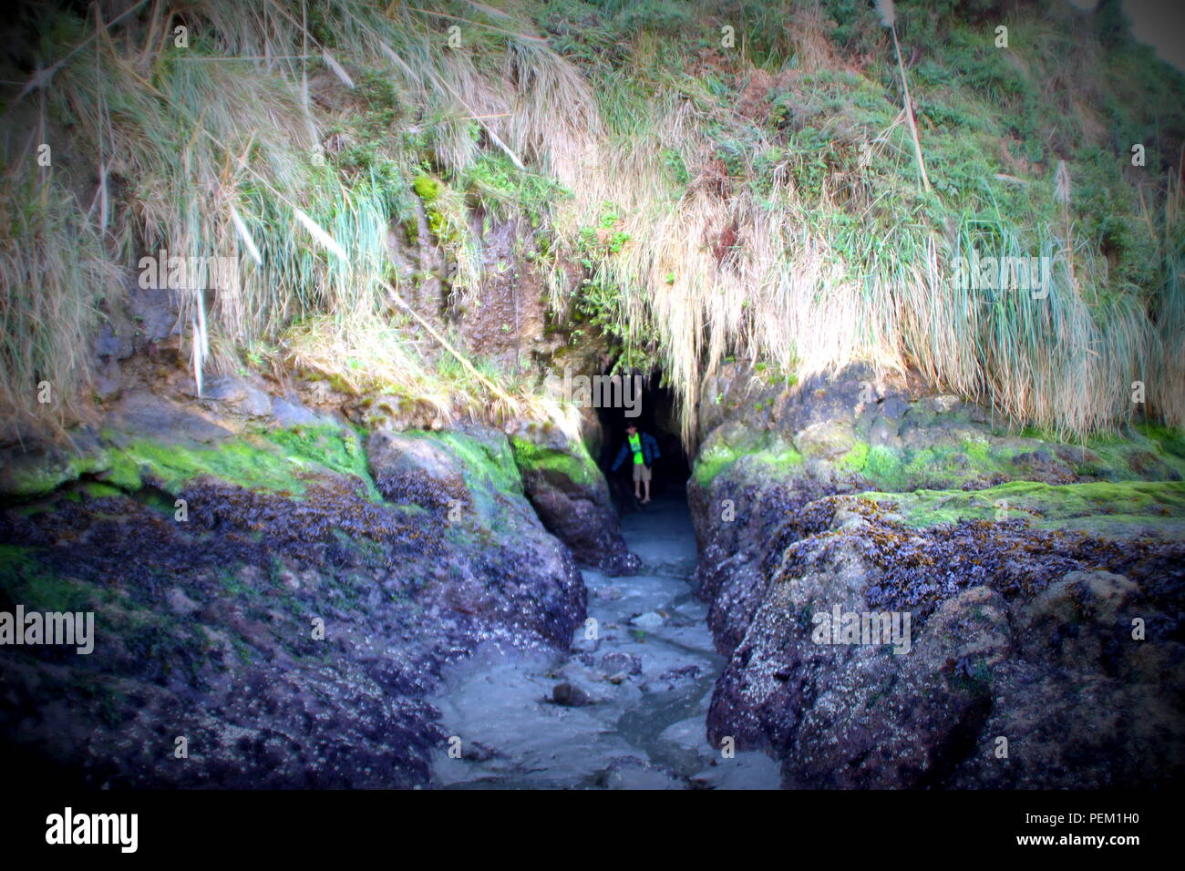 Grotte cachée seulement accessible à marée basse. Situé sur Bodega Bay sur la route de Westshore juste en dessous de la position en haut de la route de Bodega Head. Le Comté de Sonoma N. CA Banque D'Images