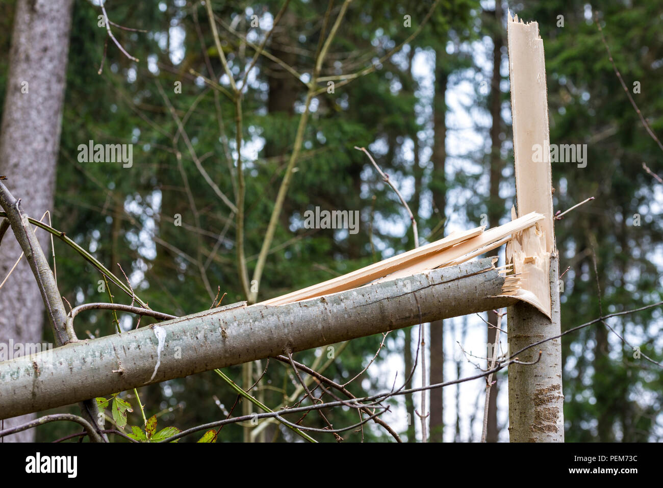 Les jeunes plants dans une plantation de forêts détruites par la force du vent avec son tronc cassé net et éclaté, vue en gros plan. Banque D'Images