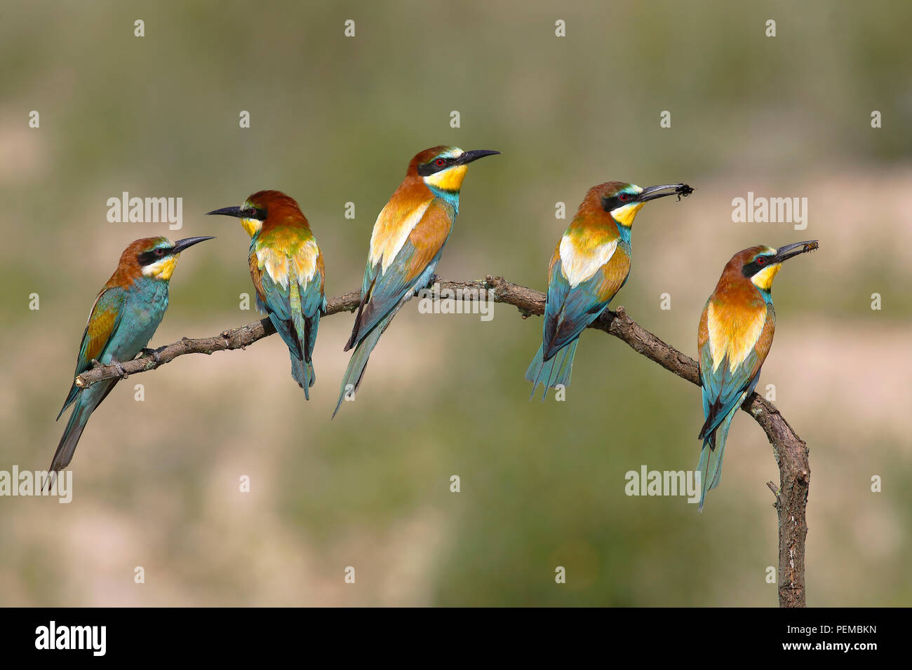 Guêpiers d'Europe (Merops apiaster), cinq oiseaux sont assis sur la branche, Parc national du lac de Neusiedl, Burgenland, Autriche Banque D'Images