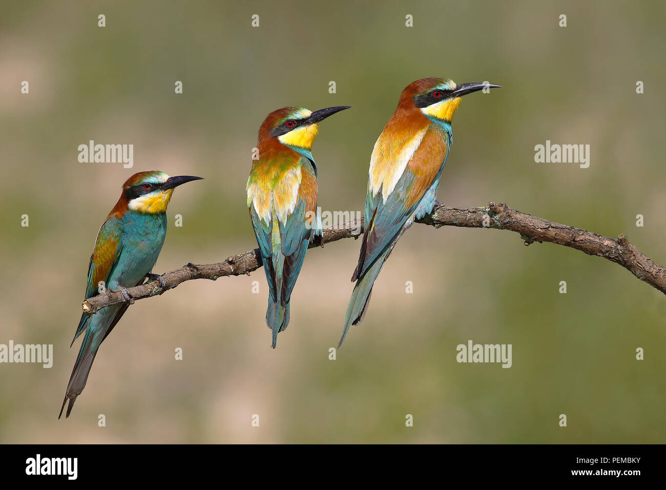Guêpiers d'Europe (Merops apiaster), trois oiseaux sont assis sur la branche, Parc national du lac de Neusiedl, Burgenland, Autriche Banque D'Images