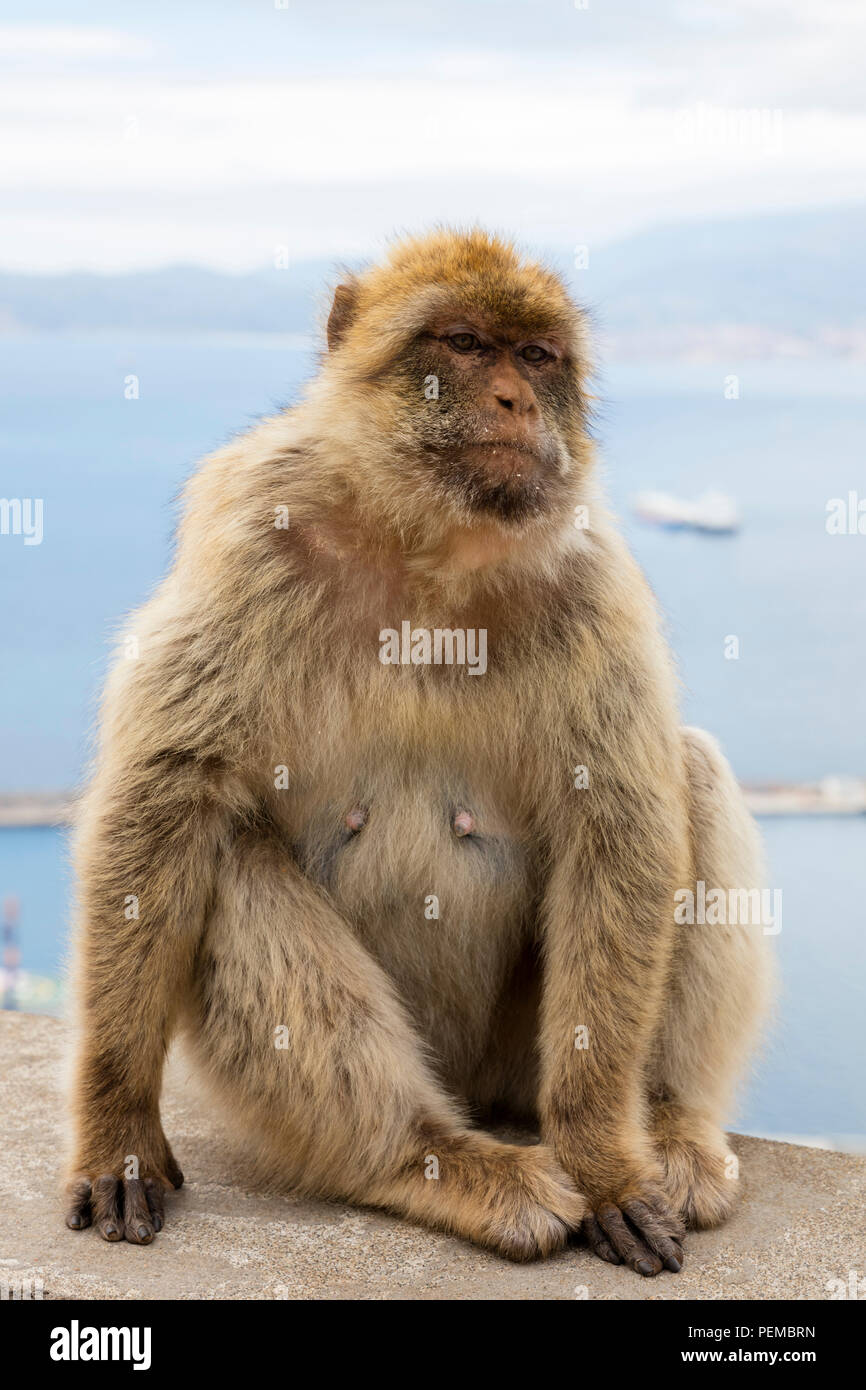 Macaque de Barbarie (Macaca sylvanus), Gibraltar, Royaume-Uni Banque D'Images