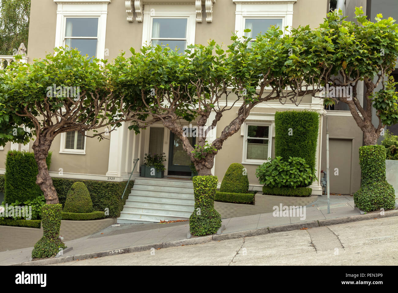 Londres platanes et de l'esthétique à domicile à San Francisco, Californie Banque D'Images