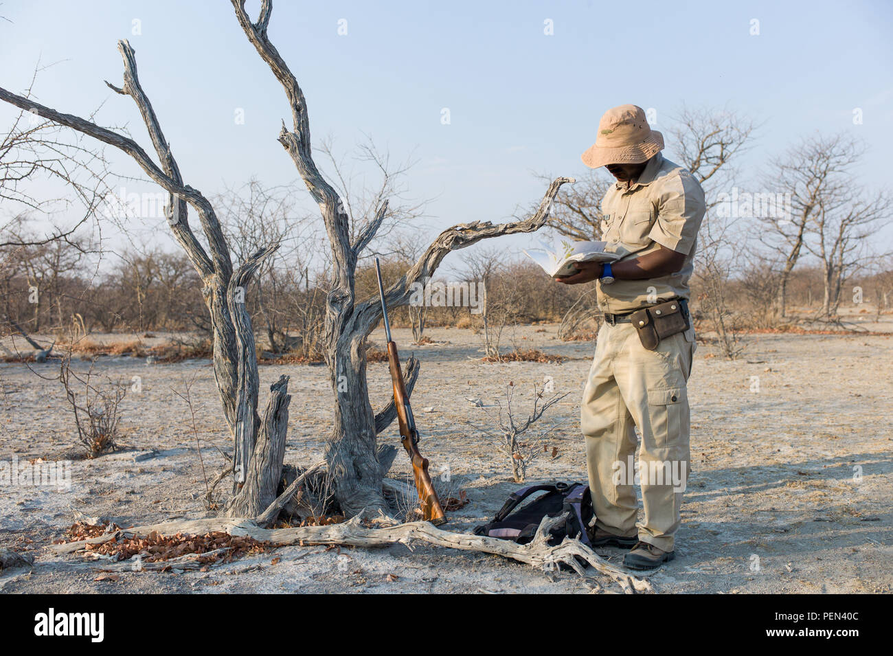 Un ranger guides un bush à pied et identifie les arbres en réserve de chasse Ongava, région de Kunene, en Namibie. Banque D'Images