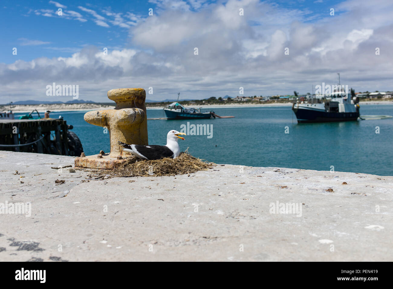 L'île aux oiseaux dans la réserve naturelle de la Baie d'Lambert, Province de Western Cape, Afrique du Sud, est un site important de reproduction pour les oiseaux marins, en particulier le cap de bassan. Banque D'Images