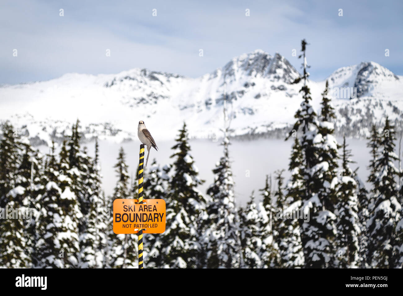 Whisky Jack oiseau posé sur un panneau avec limite de ski Mont Blackcomb en arrière-plan. Banque D'Images