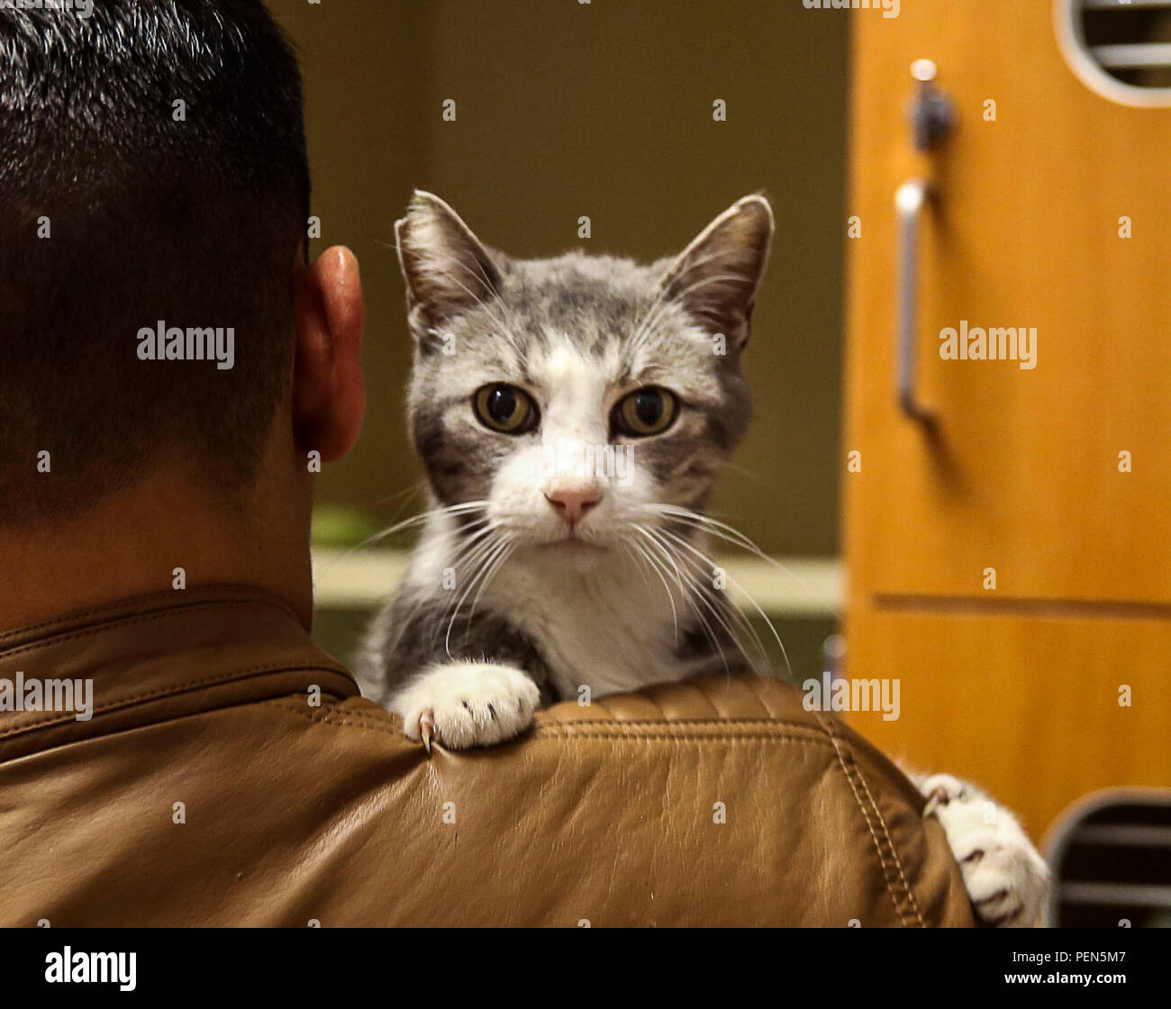 Les bénévoles dans le cadre du programme marin unique, stationné à Marine Corps Air Station Yuma (Arizona), à pied et de prendre soin des animaux de la Société protectrice des animaux de Yuma, le mercredi, 16 décembre 2015. Banque D'Images