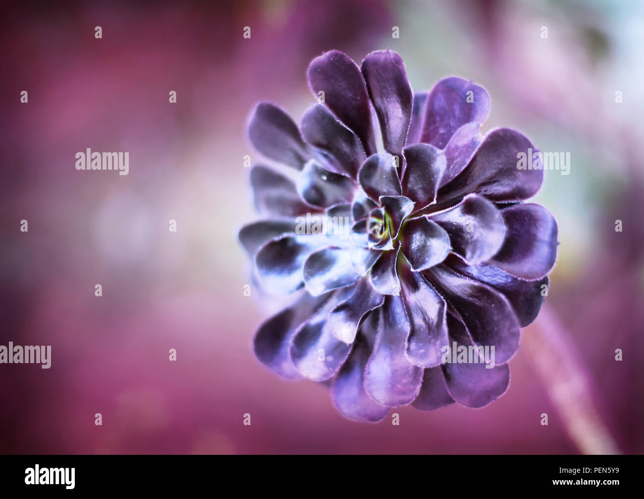 Purple plante succulente avec focus sélectif. Banque D'Images