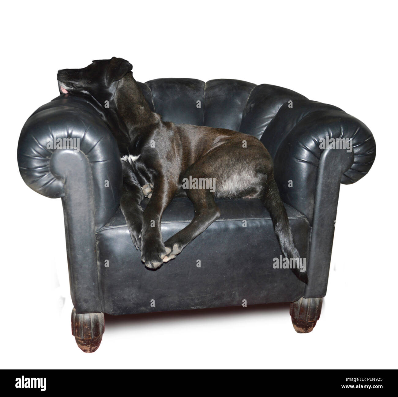 Entspannter Total, schlapper Hund auf einem Sessel anglais aus Leder - Pause gemütliche Banque D'Images