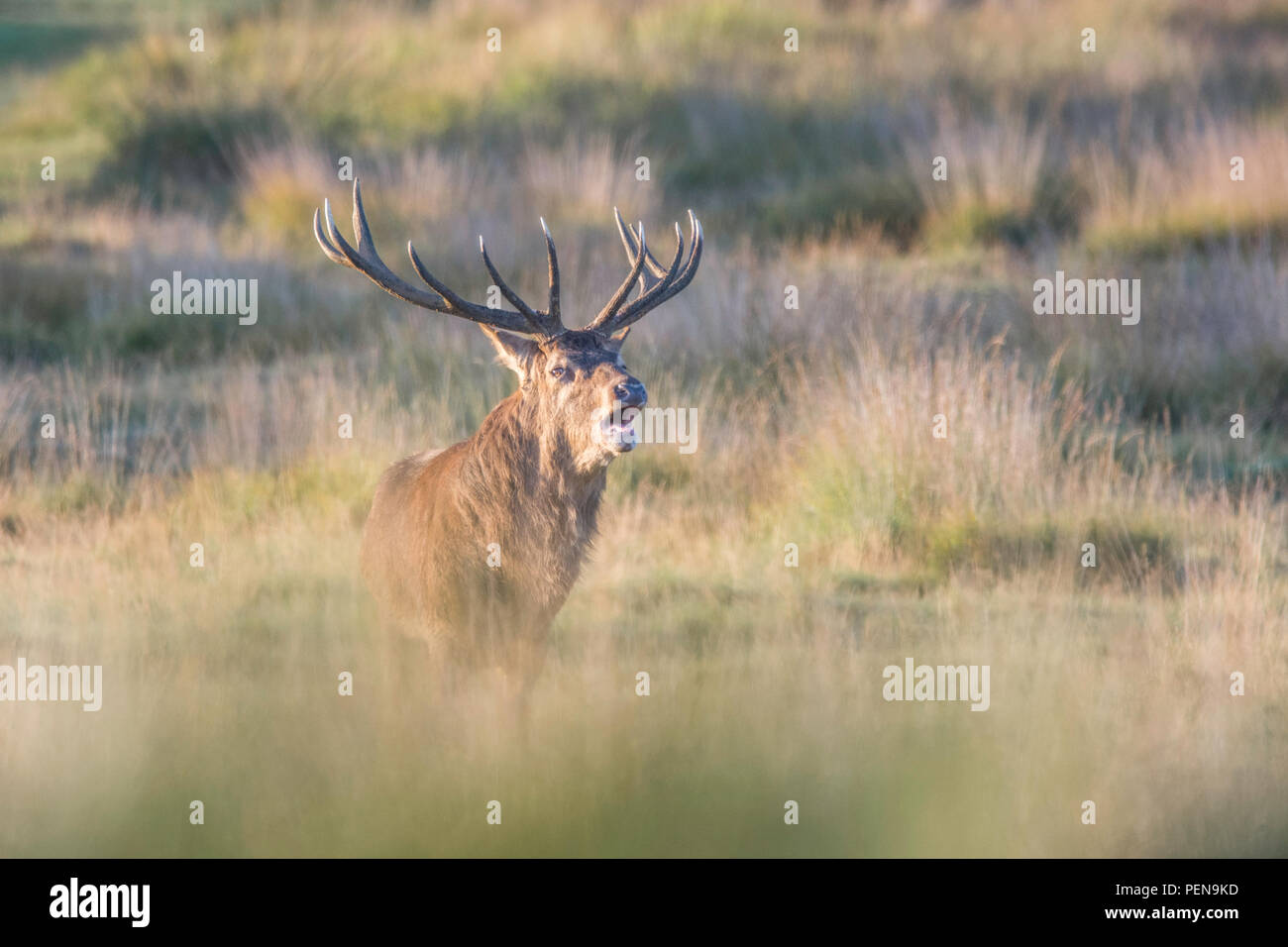 Cerf élaphe Banque D'Images