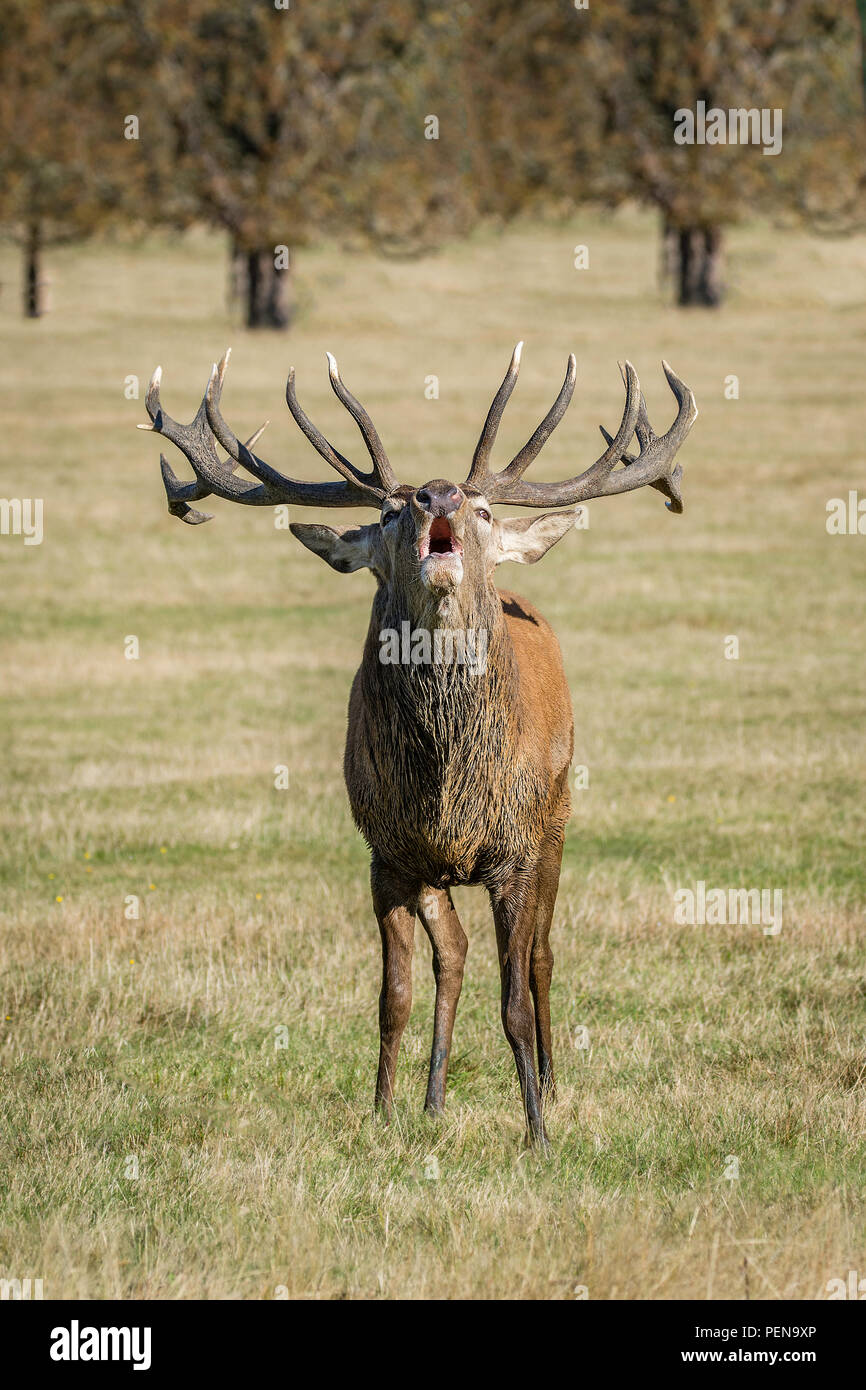 Red Deer stag à Richmond Park Banque D'Images