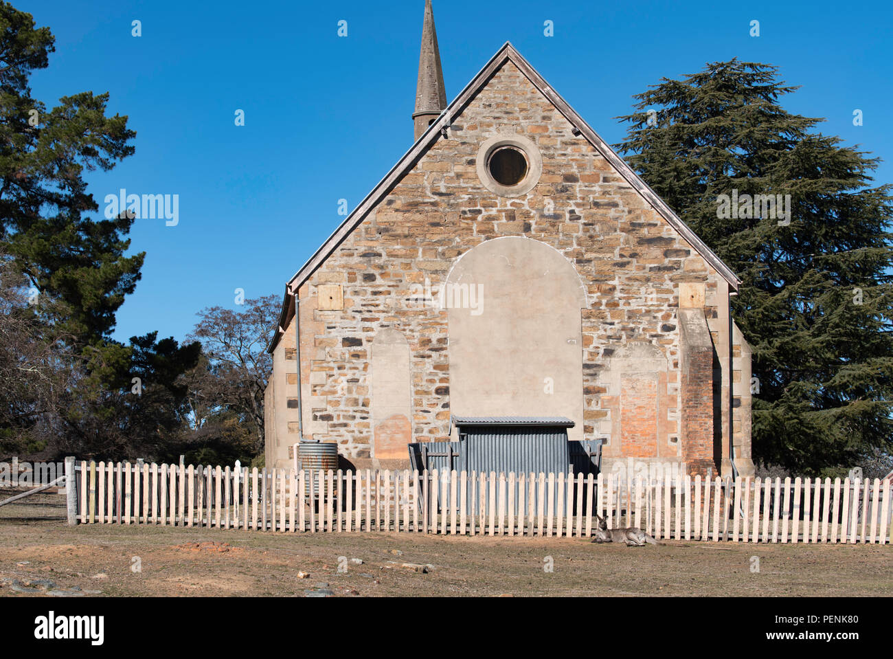 Un kangourou gris de l'Est (Macropus giganteus) se trouve à l'arrière de la ville historique de St Paul's Presbyterian Church dans l'ancienne ville minière de Hill End, Banque D'Images