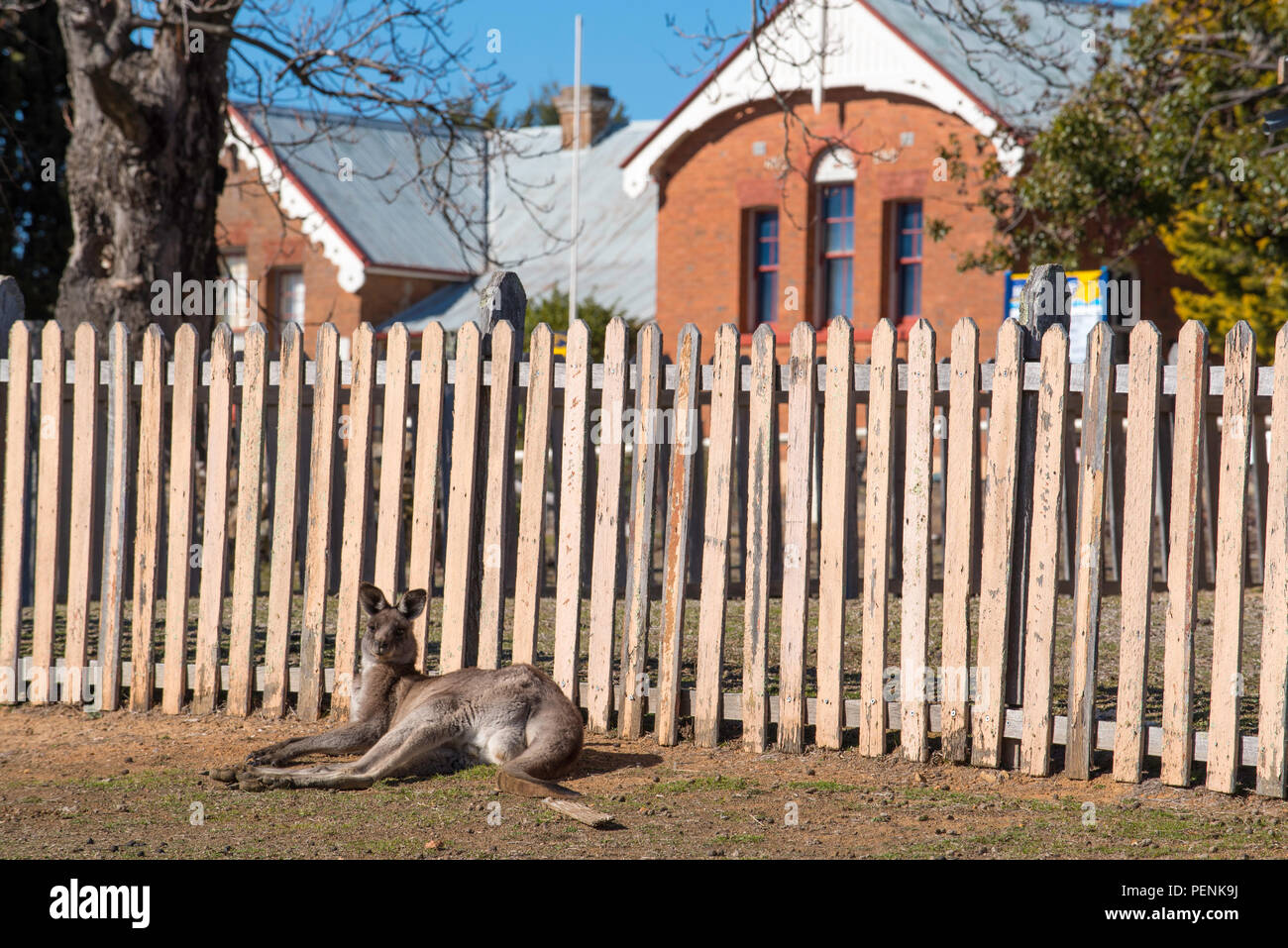 Un kangourou gris de l'Est (Macropus giganteus) incombe à l'avant d'une clôture et l'école locale dans la vieille ville minière de Hill End, NSW Aust. Banque D'Images