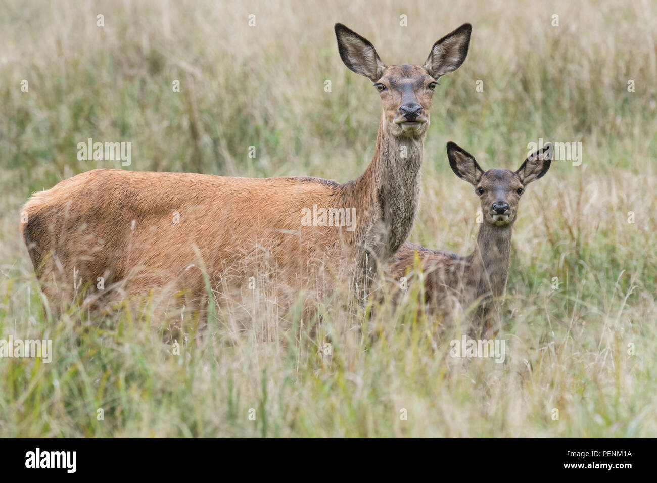 Red Deer, de jeunes femmes, au Danemark, (Cervus elaphus) Banque D'Images