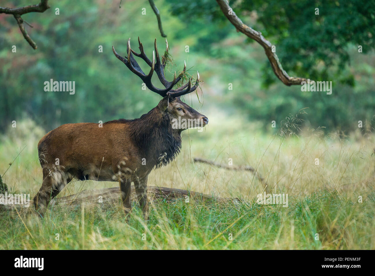 Red Deer, homme, Danemark, (Cervus elaphus) Banque D'Images