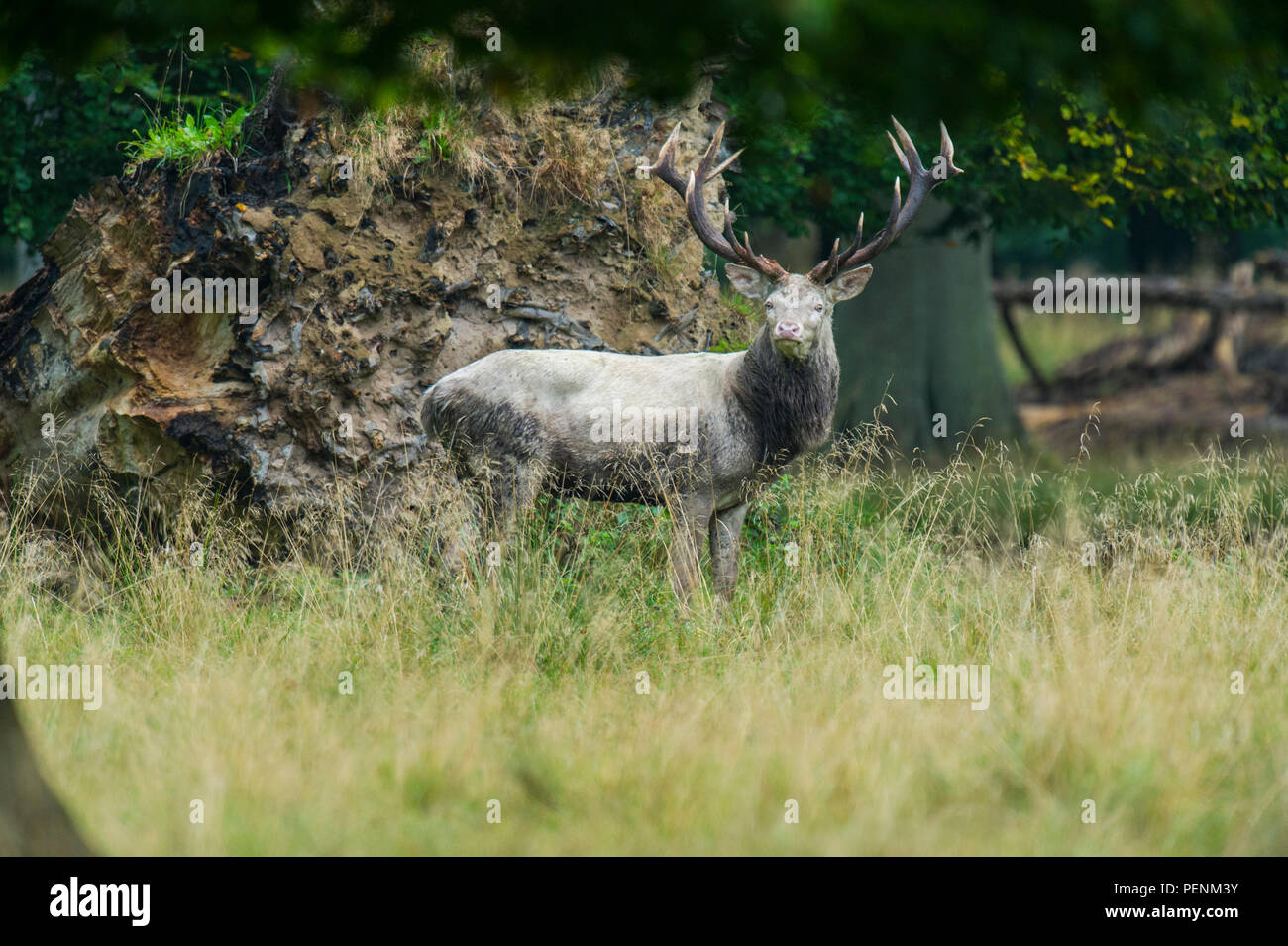 Red Deer, mâle albinos, Danemark, (Cervus elaphus) Banque D'Images