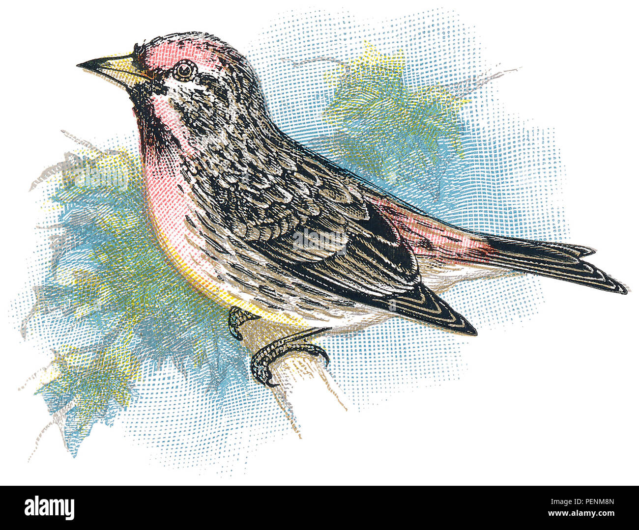 1898 Gravure couleur de Holboell's Sizerin blanchâtre (Cannabina holboelli.) l'existence de cet oiseau comme une espèce distincte est contestée. Banque D'Images