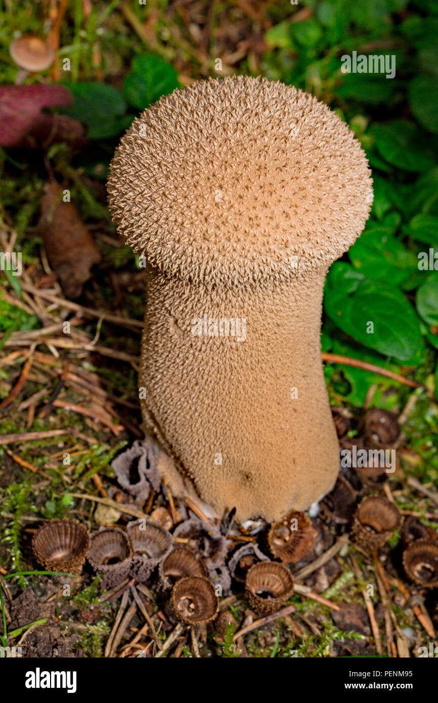 Vesse-de-pilon, (Lycoperdon excipuliforme) Banque D'Images