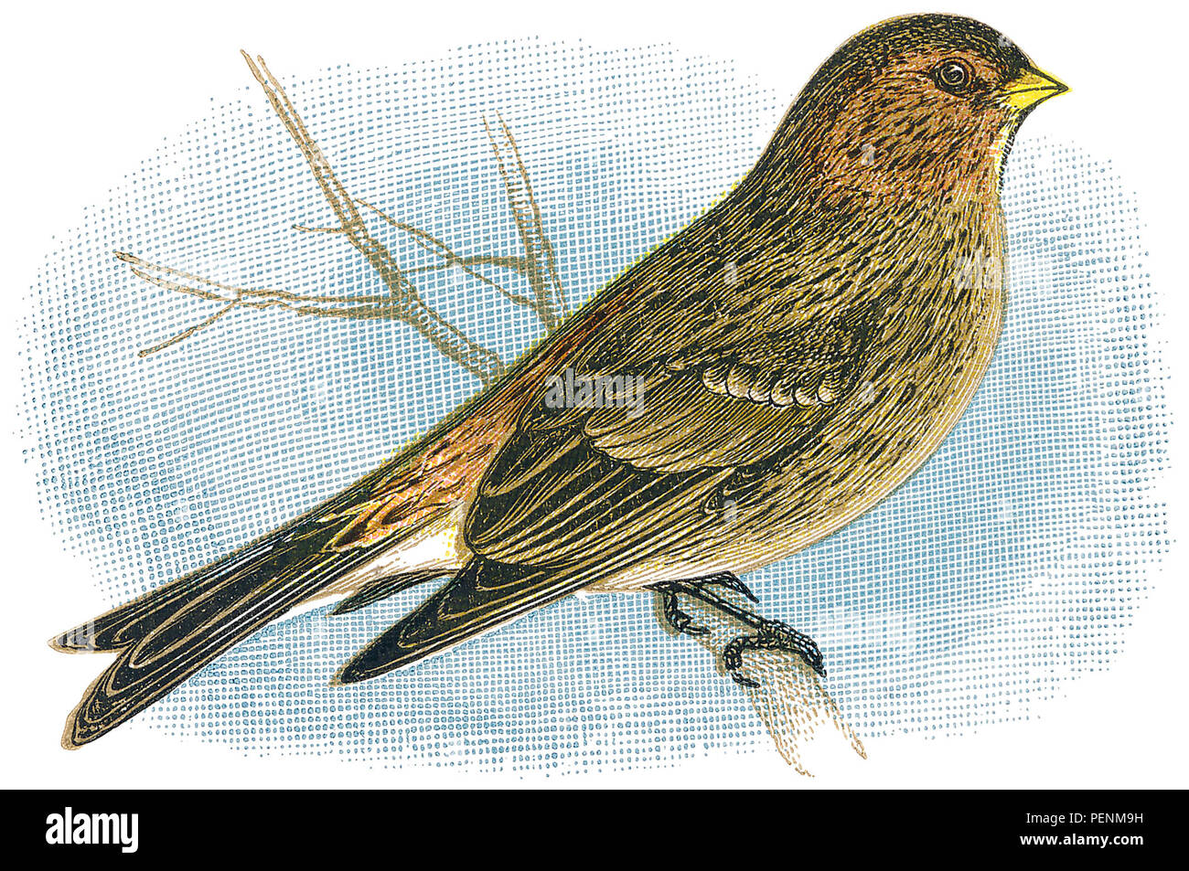 1898 gravure d'une couleur (Linaria flavirostris twite.) Banque D'Images