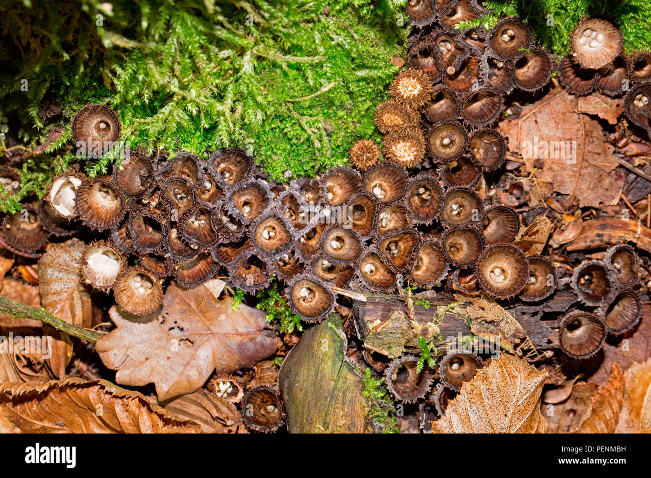 Nid d'oiseau, à cannelures (Cyathus striatus) Banque D'Images