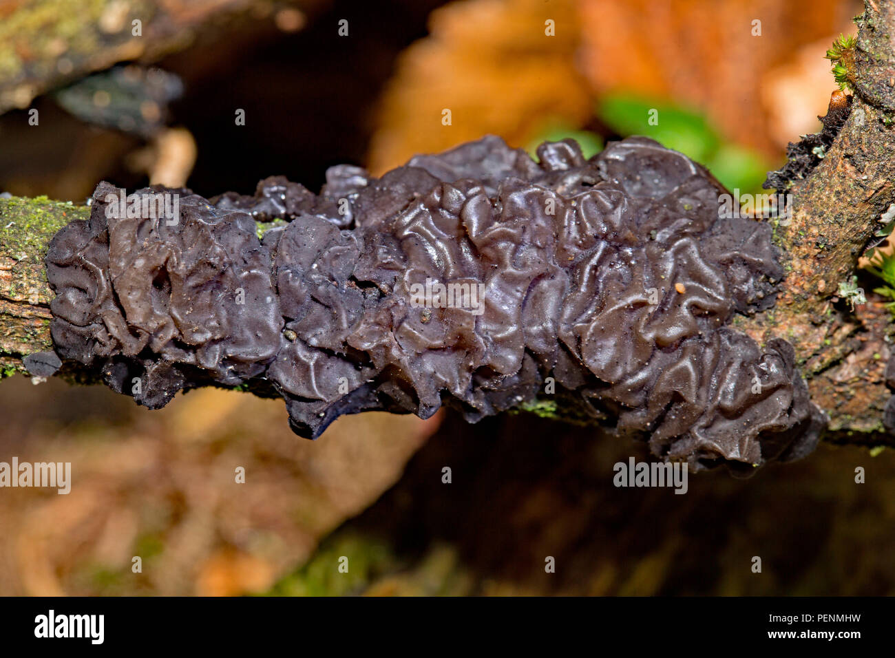Le beurre, des sorcières (Exidia nigricans) Banque D'Images