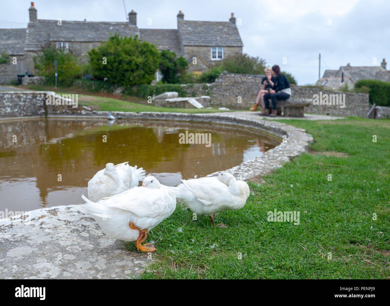 Les canards blancs à côté de l'étang de canard dans le village de Worth Matravers, Purbeck, Dorset, UK Banque D'Images