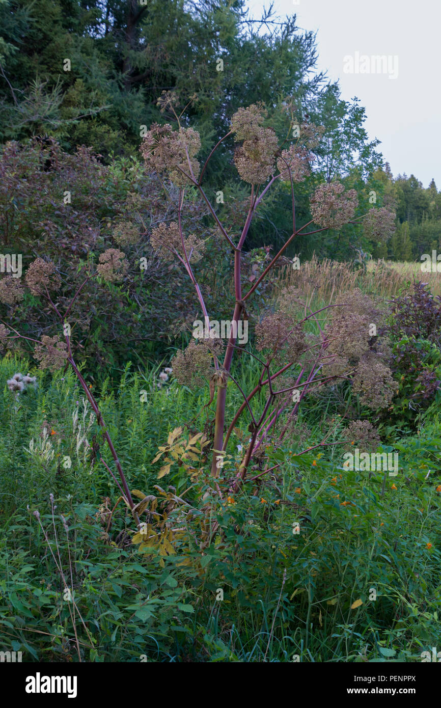 La berce du Caucase de mauvaises herbes nuisibles venimeux à la fin de l'été dans les semences Banque D'Images