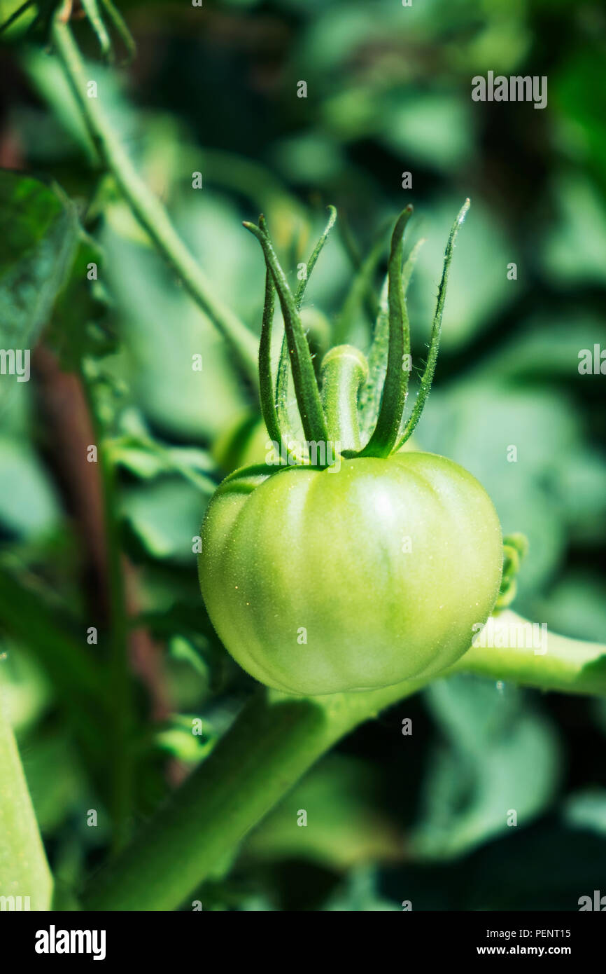 Libre de mûrissement de la tomate dans l'usine dans un verger bio Banque D'Images