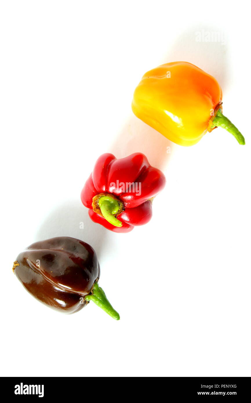 Piment habanero colorés frais isolé sur fond blanc avec les couleurs de l'Allemagne noir rouge or Banque D'Images