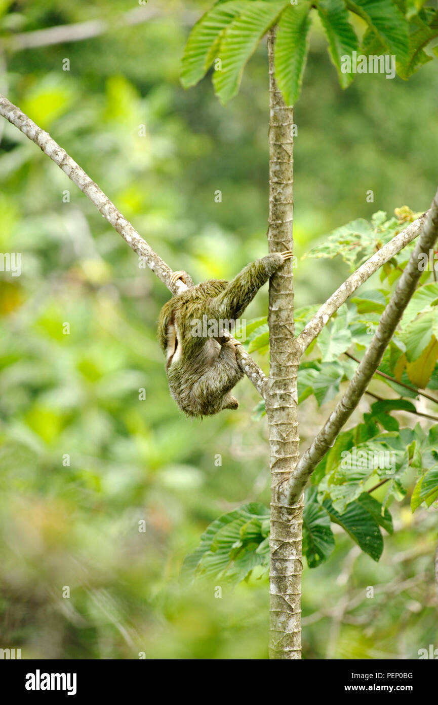 Trois-toed Sloth, Tiskita Rain Forest, Costa Rica Banque D'Images