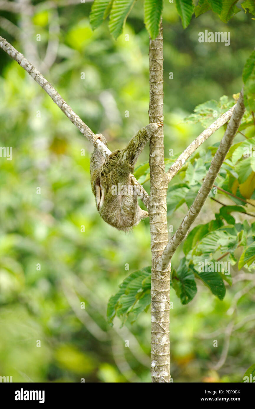 Trois-toed Sloth, Tiskita Rain Forest, Costa Rica Banque D'Images