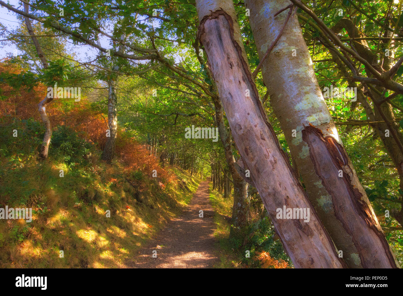 Sentier verdoyant près de Castle Drogo et Fingle Bridge Devon, Angleterre Banque D'Images