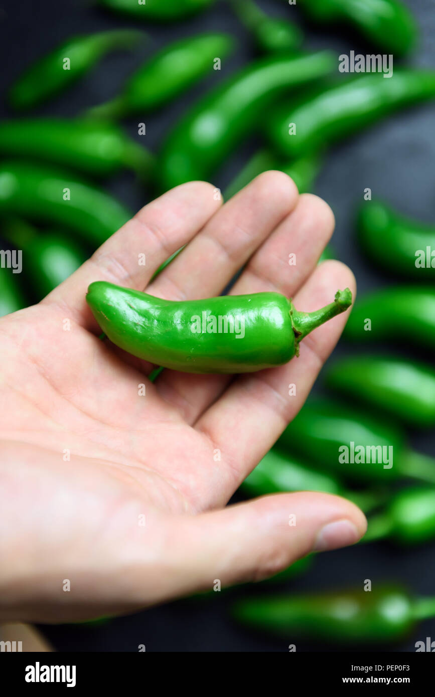 Piment Jalapeno vert dans la main libre Banque D'Images