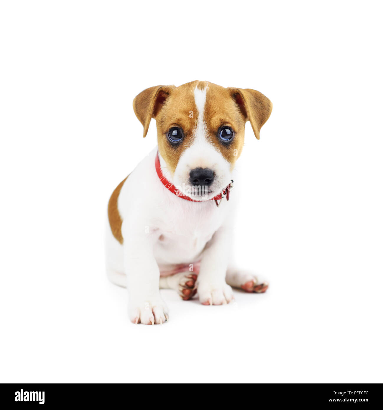 Jack Russel chiot isolated on white Photo Stock - Alamy