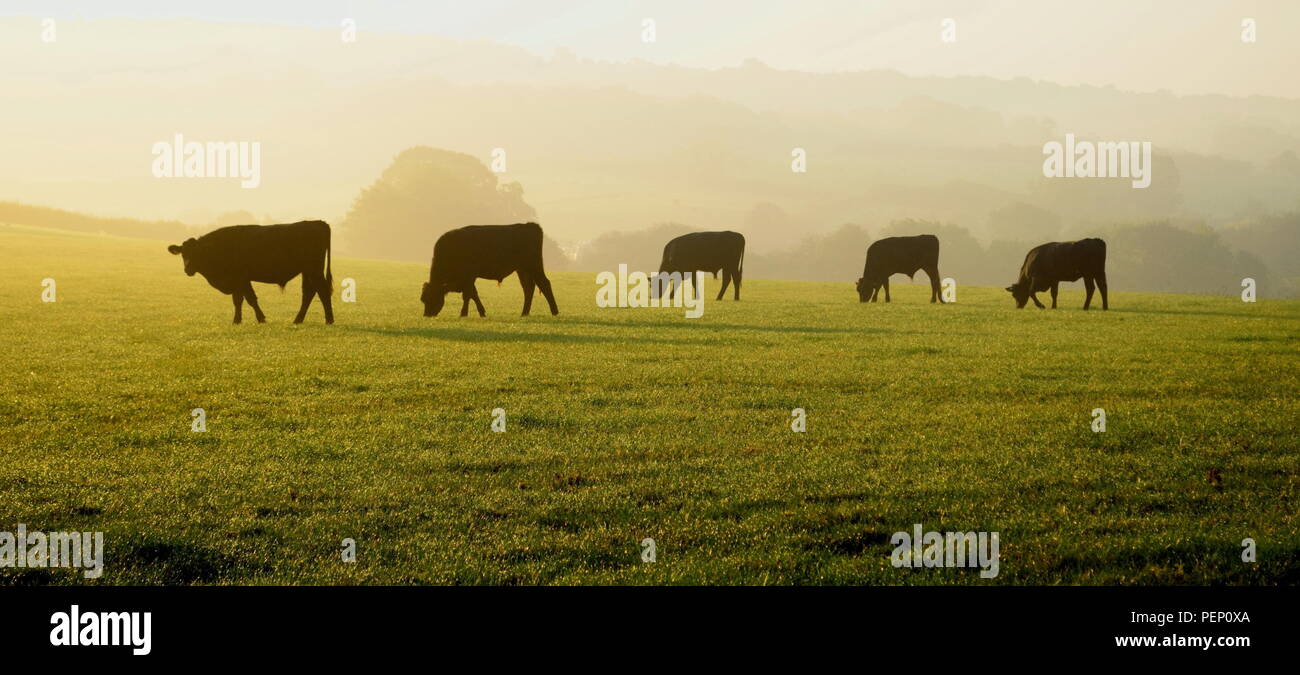 Troupeau de vaches dans une ferme dans le Devon sur un matin brumeux Banque D'Images