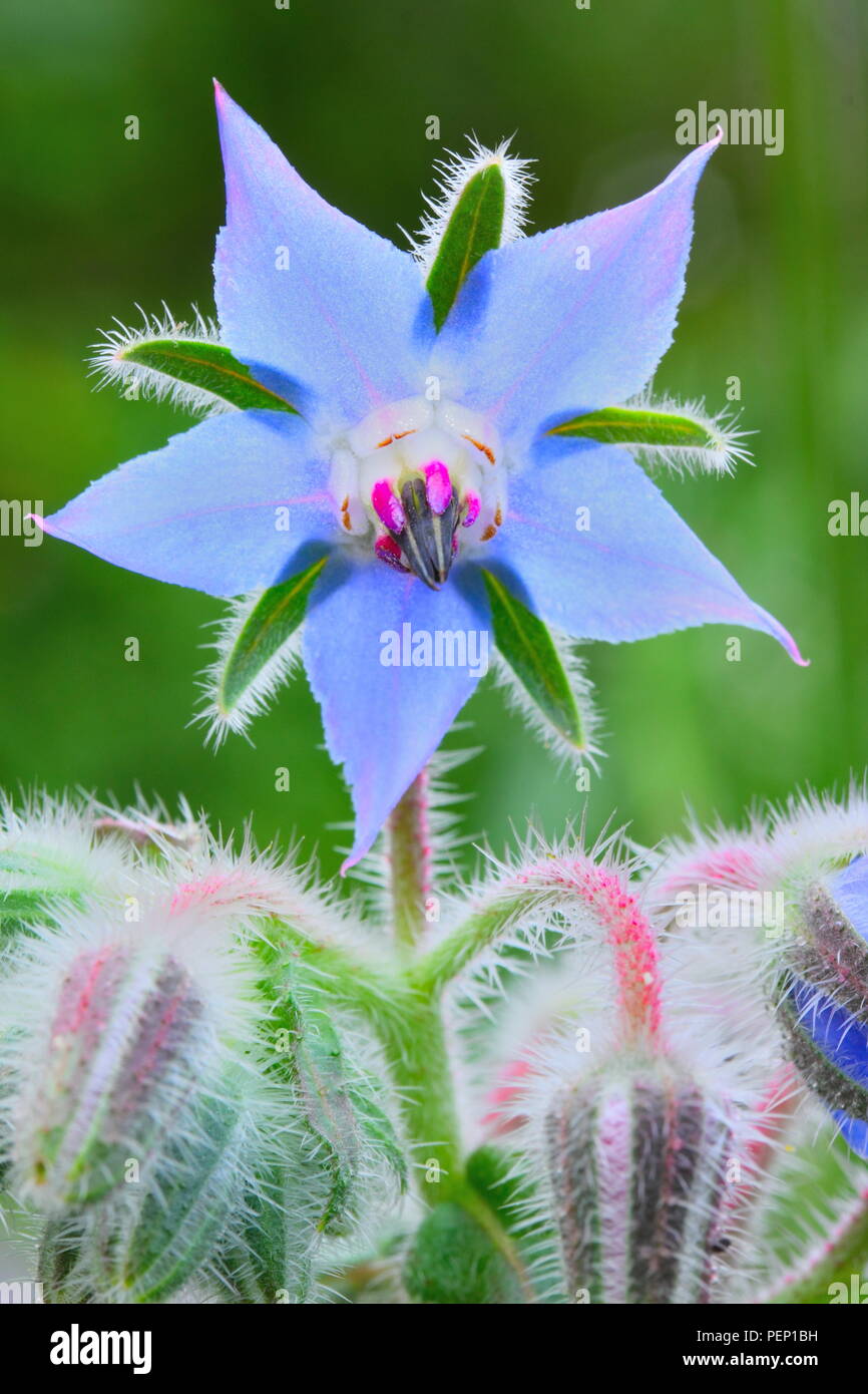 Libre de la bourrache (Borago officinalis), également connu sous le nom de la trientale boréale en fleur Banque D'Images