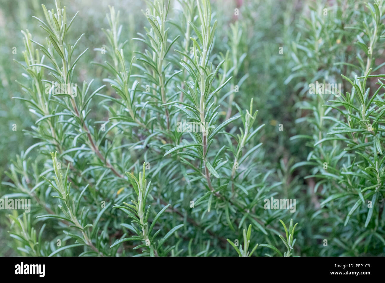 Close-up of rosemary bush Banque D'Images