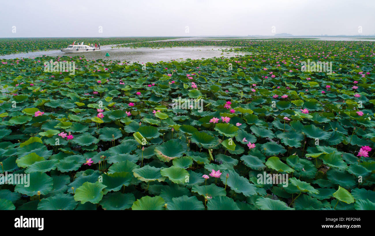 (180816) -- HONGHU, 16 août 2018 (Xinhua) -- Photo prise le 15 août 2018 présente le décor du lac Honghu Ville Honghu, dans le centre de la Chine, Province de Hubei. Lac Honghu, la province du Hubei, est le plus grand lac d 'un meilleur endroit que paradise' avec d'abondants poissons, riz, lotus et canards, dit une chanson folklorique chinois populaire. Ceci était vrai jusqu'à la surpêche détruit les 41 000 hectares de terres humides. Banque D'Images